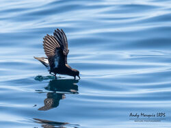 Storm Petrel photographed at Pelagic [PEL] on 20/8/2023. Photo: © Andy Marquis