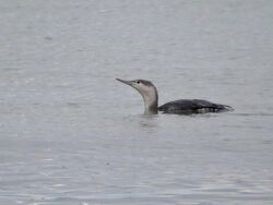 Red-throated Diver photographed at Portelet on 6/12/2023. Photo: © Wayne Turner