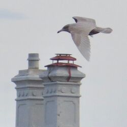 Glaucous Gull photographed at Fort Grey on 26/12/2023. Photo: © Wayne Turner