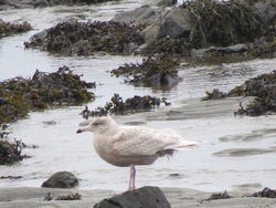 Glaucous Gull photographed at Select location on 27/12/2023. Photo: © Mark Guppy