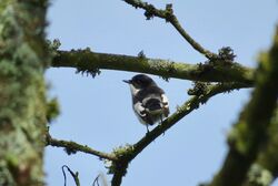 Pied Flycatcher photographed at Select location on 11/4/2024. Photo: © Mark Guppy