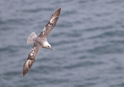 Photographed at Jethou. on 6/6/2026. Photo: &copy; Julie Davis