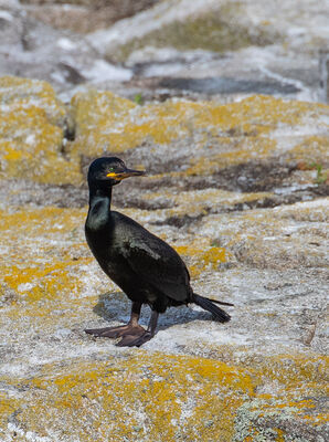 Photographed at Jethou. on 6/6/2026. Photo: &copy; Julie Davis