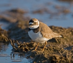 Little Ringed Plover photographed at Pleinmont on 8/4/2007. Photo: © Barry Wells