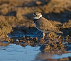 Little Ringed Plover photographed at Pleinmont on 8/4/2007. Photo: © Barry Wells