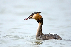Great Crested Grebe photographed at La Salerie on 24/3/2008. Photo: © Paul Hillion