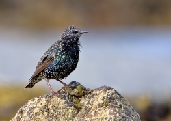 Starling photographed at Rocquaine Bay on 0/0/0. Photo: © Paul Hillion