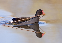 Moorhen photographed at Rue des Bergers NR on 0/0/0. Photo: © Paul Hillion