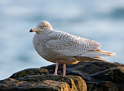 Glaucous Gull photographed at Belle Greve Bay on 18/12/2007. Photo: © Paul Hillion