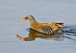 Water Rail photographed at La Claire Mare on 0/0/0. Photo: © Paul Hillion