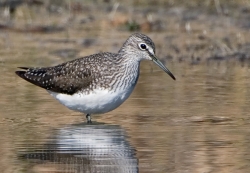 Green Sandpiper photographed at Rue des Bergers NR on 0/0/0. Photo: © Paul Hillion