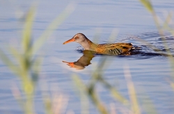 Water Rail photographed at La Claire Mare on 0/0/0. Photo: © Paul Hillion