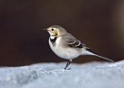 Pied Wagtail photographed at Fort le Crocq on 0/0/0. Photo: © Paul Hillion