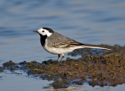 Pied Wagtail photographed at La Claire Mare on 0/0/0. Photo: © Paul Hillion