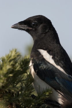 Magpie. Photo: © Steve Levrier