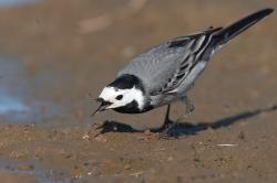 Pied Wagtail. Photo: © Steve Levrier