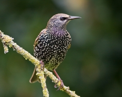 Starling photographed at Les Caches on 24/11/2007. Photo: © Barry Wells