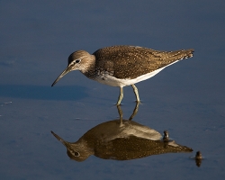 Green Sandpiper photographed at La Claire Mare on 5/8/2007. Photo: © Barry Wells