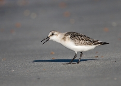 Sanderling photographed at Vazon Bay on 15/9/2007. Photo: © Barry Wells