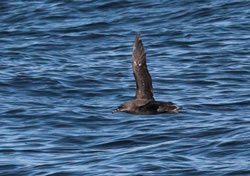 Balearic Shearwater photographed at Pelagic [PEL] on 6/8/2006. Photo: © Vic Froome