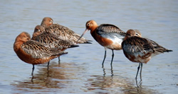 Bar-tailed Godwit photographed at Claire Mare [CLA] on 1/5/2007. Photo: © Mark Lawlor