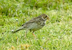 Corn Bunting photographed at Jaonneuse on 20/4/2004. Photo: © Barry Wells