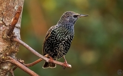 Starling photographed at Les Caches on 28/12/2004. Photo: © Barry Wells