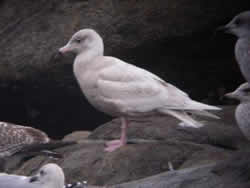 Glaucous Gull photographed at Chouet [CHO] on 13/1/2007. Photo: © Mark Guppy