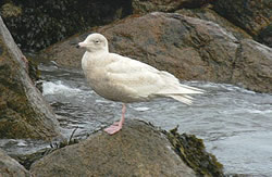 Glaucous Gull photographed at Grandes Havres [GHA] on 12/1/2007. Photo: © Bob Murphy