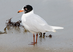 Mediterranean Gull photographed at Cobo [COB] on 1/3/2009. Photo: © Phil Alexander