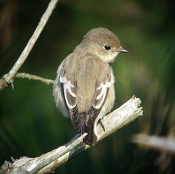 Pied Flycatcher photographed at Fort Hommet on 13/9/2007. Photo: © Mark Guppy