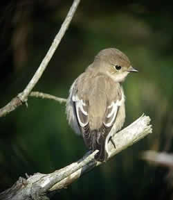 Pied Flycatcher photographed at Fort Hommet [HOM] on 13/9/2007. Photo: © Mark Guppy