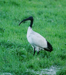 Sacred Ibis photographed at Rue des Bergers [BER] on 0/12/2004. Photo: © Vic Froome