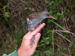 Water Rail photographed at Claire Mare [CLA] on 0/0/2003. Photo: © Bob Murphy