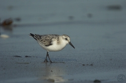 Sanderling photographed at Rocquaine Bay on 18/9/2005. Photo: © Barry Wells
