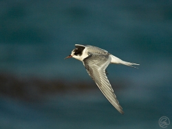Arctic Tern photographed at Cobo Bay on 5/11/2006. Photo: © Barry Wells