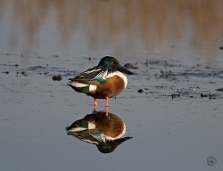Shoveler photographed at La Claire Mare on 17/2/2007. Photo: © Barry Wells