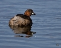 Little Grebe photographed at Reservoir on 11/3/2007. Photo: © Barry Wells
