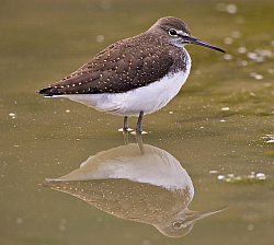 Green Sandpiper photographed at Rue des Bergers NR on 23/8/2008. Photo: © Barry Wells