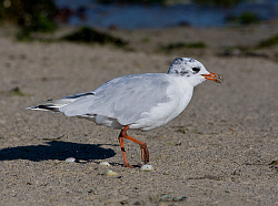 Mediterranean Gull photographed at Grande Havre on 4/8/2008. Photo: © Barry Wells
