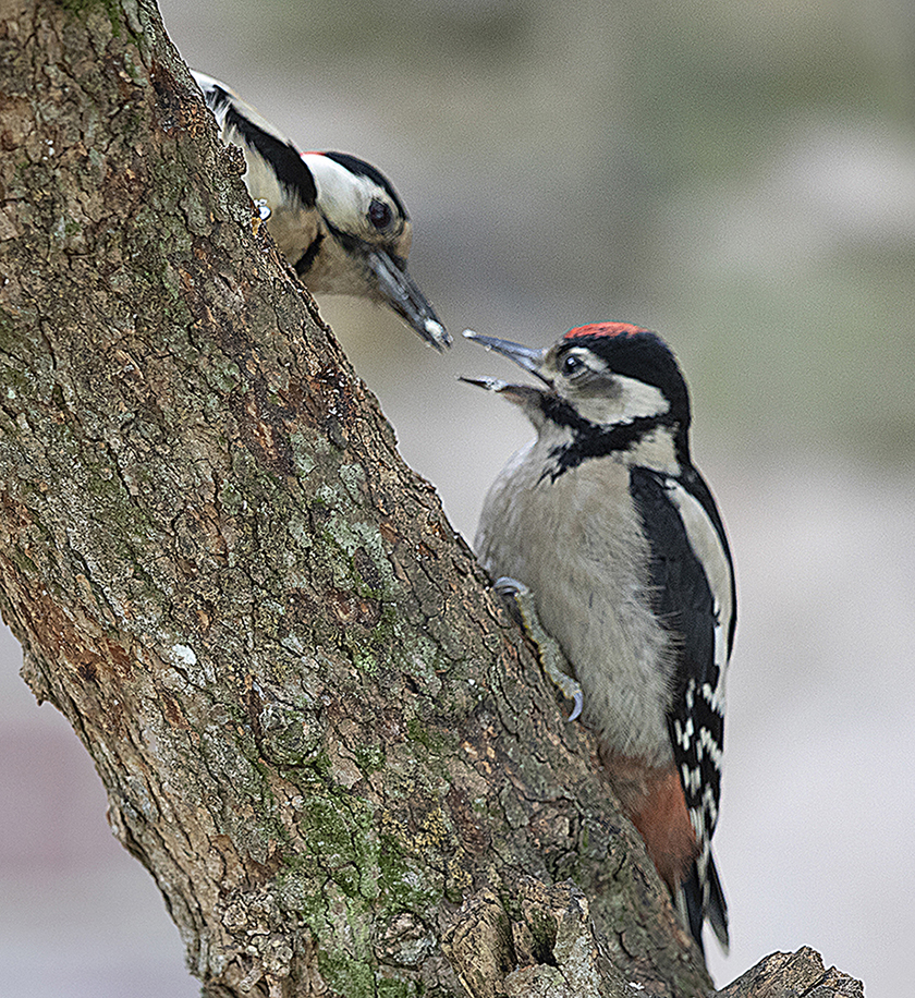 Great Spotted Woodpecker -  St Peter Port [SPP]  -  4/6/2022  -  © Mike Cunningham