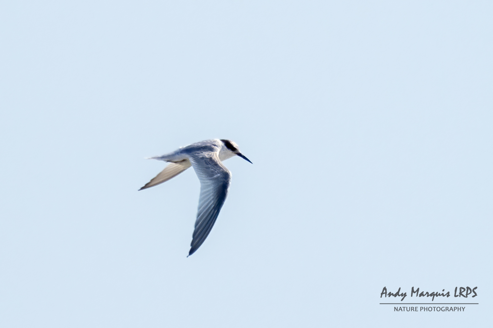 Little Tern -  Pembroke [PEM]  -  13/8/2022  -  © Andy Marquis