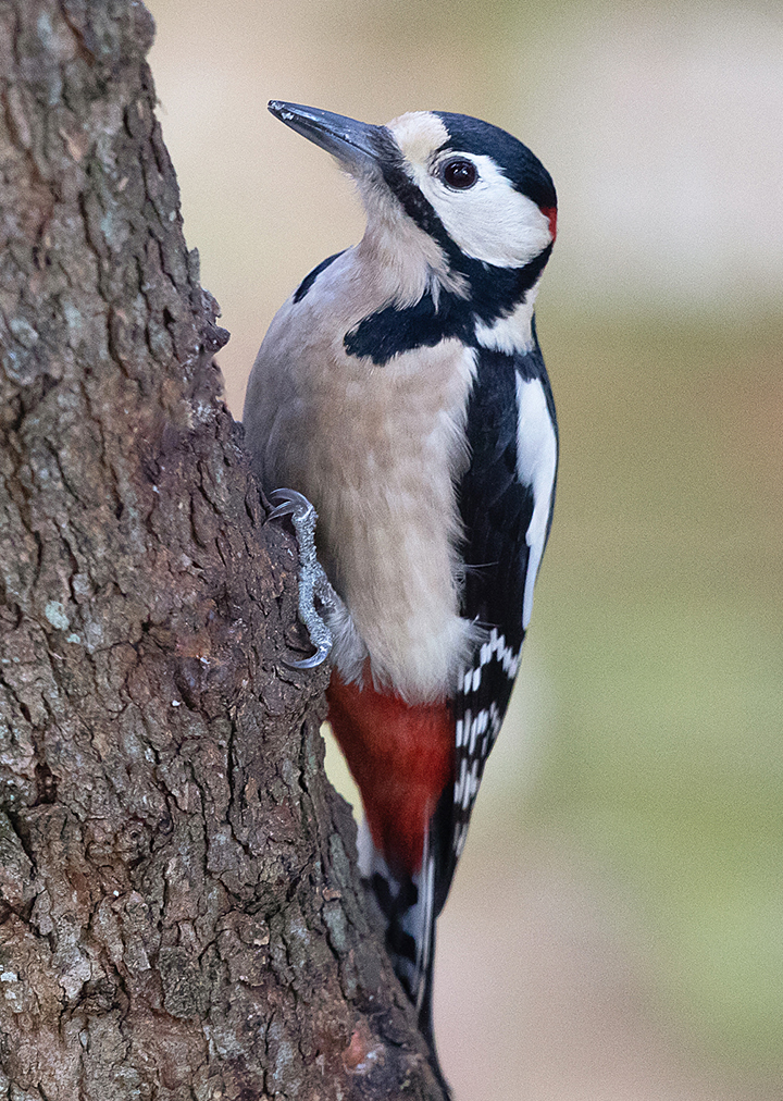 Great Spotted Woodpecker -  St Peter Port [SPP]  -  23/1/2023  -  © Mike Cunningham