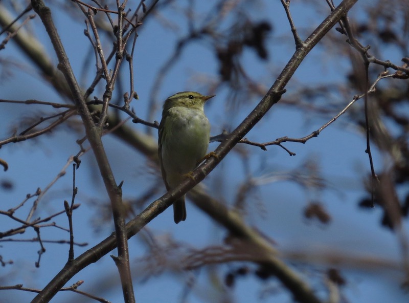 Yellow-browed Warbler -  Grands Marais/Pre [PRE]  -  26/3/2023  -  © Mark Guppy