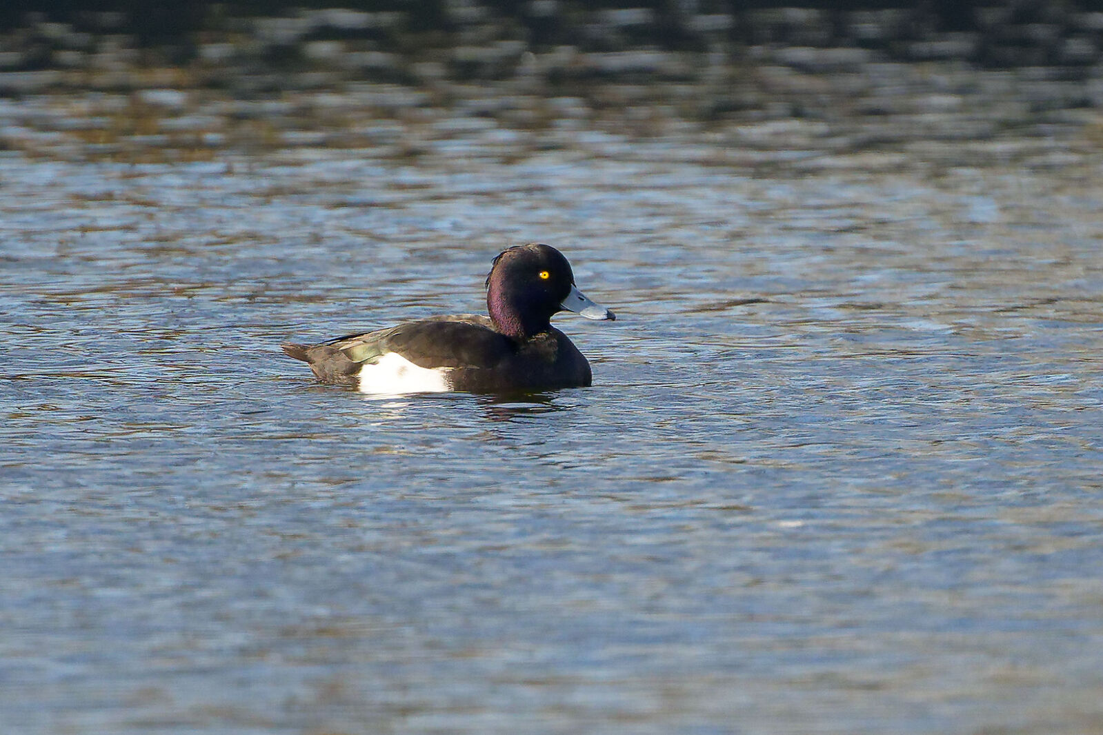 Tufted Duck -  Rue Mainguy [MAI]  -  2/12/2023  -  © Christopher Wilkinson