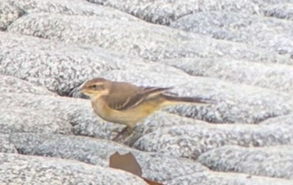 Yellow Wagtail -  Fort Le Crocq [FLC]  -  1/1/2024  -  © Eleanor  Atkinson