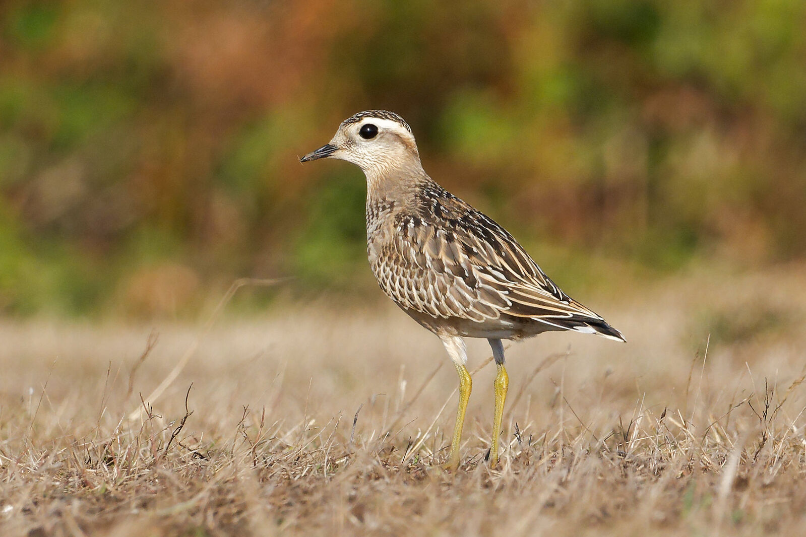 Dotterel -  Pleinmont [PLE]  -  31/8/2025  -  © Christopher Wilkinson