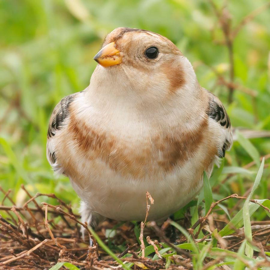 Snow Bunting -  Rousse  -  11/11/2025  -  © Rod Ferbrache