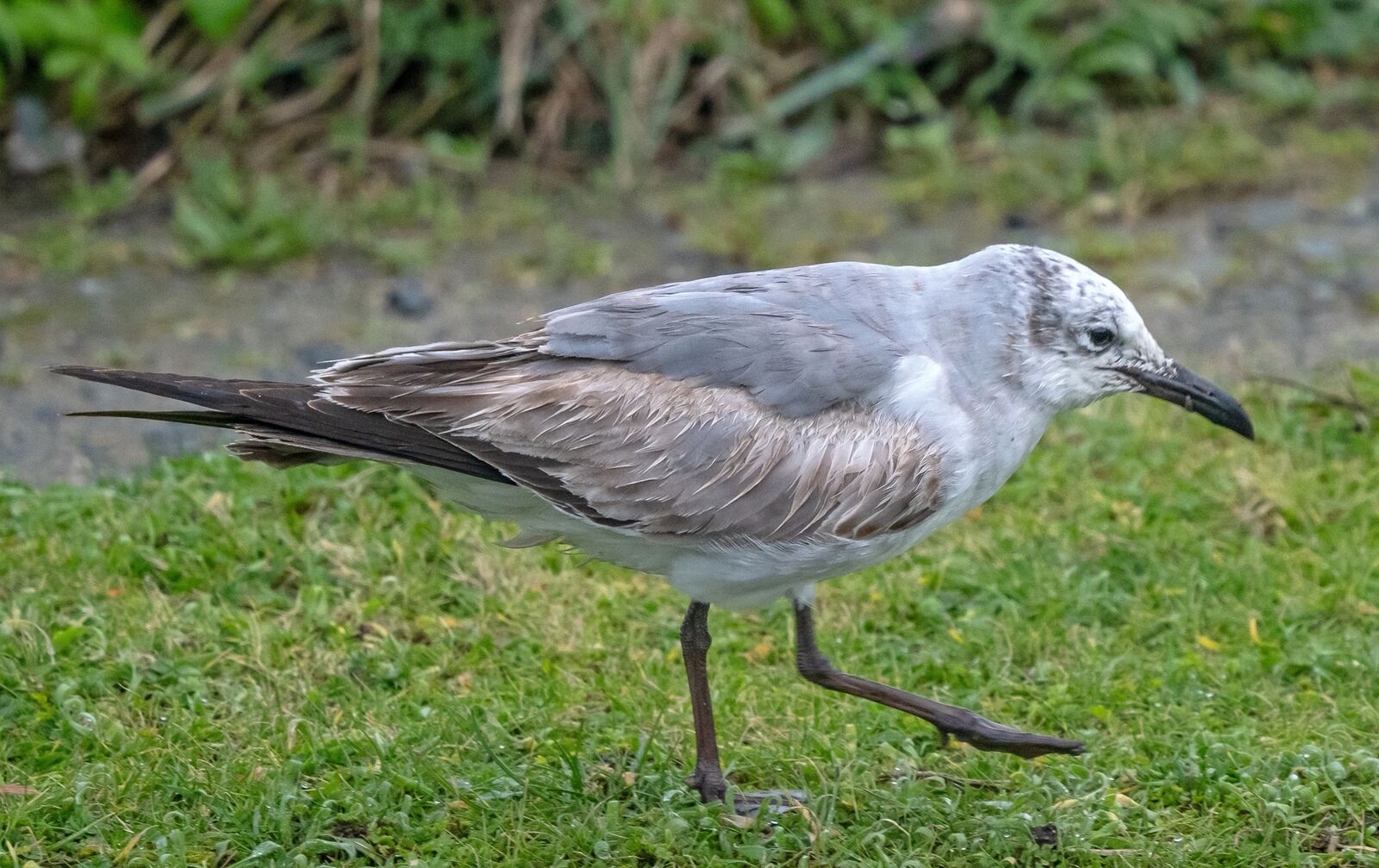  -  Colin Best NR  -  20/2/2026  -  &copy;  Rockdweller