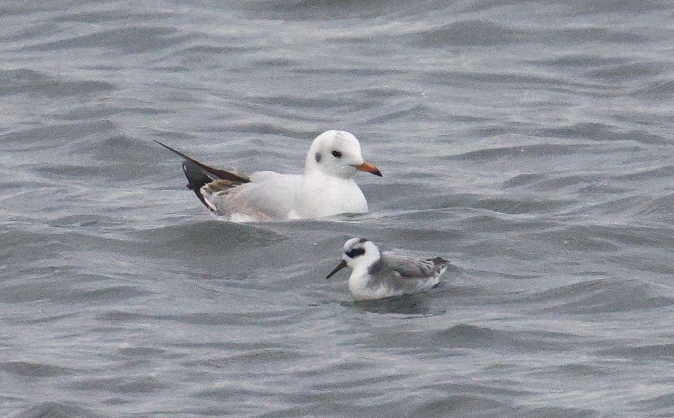  -  Shingle Bank  -  26/2/2026  -  &copy;  Rockdweller